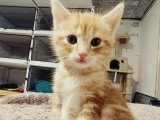 En quête d'un foyer : chaton mâle au pelage roux de 2 mois