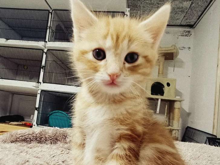 En quête d'un foyer : chaton mâle au pelage roux de 2 mois