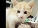 Adoption disponible : chaton femelle roux et blanc de 2 mois
