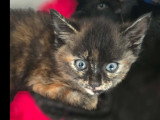 À la recherche d'une famille : chaton femelle écaille de tortue de 2 mois
