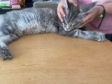 Chatons Maine Coon à vendre