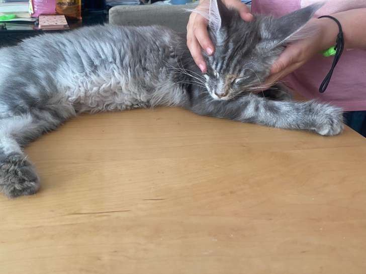 Chatons Maine Coon à vendre