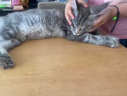 Chatons Maine Coon à vendre