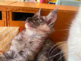 Chatons Maine Coon à vendre