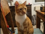 Disponible à l'adoption : chat au pelage roux de 2 ans