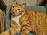 Disponible à l'adoption : chat au pelage roux de 2 ans