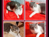 À la recherche d'une famille : chat au pelage gris et blanc de 6 ans