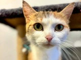 Prête pour l'adoption : chatte tricolore de 4 ans