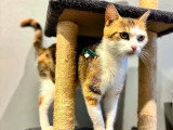 Prête pour l'adoption : chatte tricolore de 4 ans