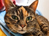 À accueillir : chatte tricolore de 10 ans