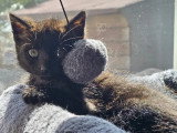 Prêt pour l'adoption : chaton femelle noire de 2 mois