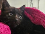 Prêt pour l'adoption : chaton femelle noire de 2 mois