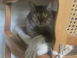 En attente d'adoption : chat affectueux d’un an
