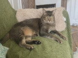 En attente d'adoption : chat affectueux d’un an