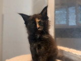 6 chatons Maine Coon non LOOF nés en avril 2026 à réserver