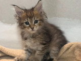 6 chatons Maine Coon non LOOF nés en avril 2026 à réserver