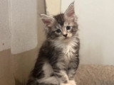 6 chatons Maine Coon non LOOF nés en avril 2026 à réserver