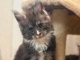 6 chatons Maine Coon non LOOF nés en avril 2026 à réserver