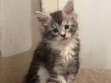 6 chatons Maine Coon non LOOF nés en avril 2026 à réserver