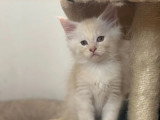6 chatons Maine Coon non LOOF nés en avril 2026 à réserver