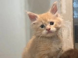 6 chatons Maine Coon non LOOF nés en avril 2026 à réserver