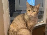 6 chatons Maine Coon non LOOF nés en avril 2026 à réserver