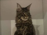 6 chatons Maine Coon non LOOF nés en avril 2026 à réserver