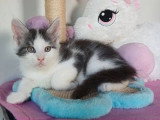 Deux chatons Maine Coon mâles non LOOF nés en février 2026 à vendre