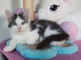 Deux chatons Maine Coon mâles non LOOF nés en février 2026 à vendre