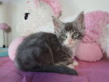 Deux chatons Maine Coon mâles non LOOF nés en février 2026 à vendre
