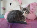 Deux chatons Maine Coon mâles non LOOF nés en février 2026 à vendre