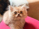 Chaton mâle fawn smoke British Longhair non LOOF à vendre