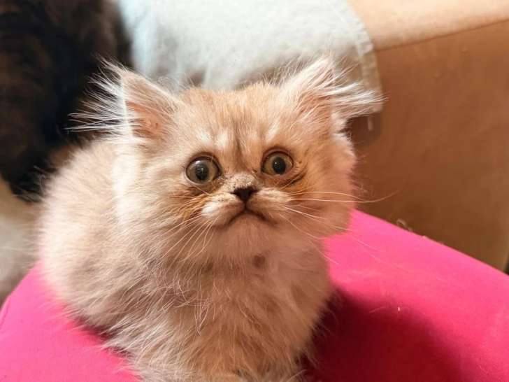 Chaton mâle fawn smoke British Longhair non LOOF à vendre