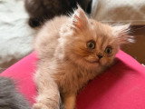 Chaton mâle fawn smoke British Longhair non LOOF à vendre