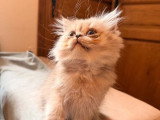 Chaton mâle fawn smoke British Longhair non LOOF à vendre