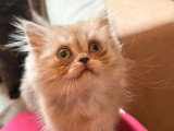 Chaton mâle fawn smoke British Longhair non LOOF à vendre