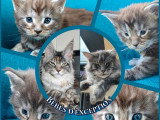 Réservation chatons Maine Coon LOOF mai 2026