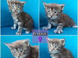 Réservation chatons Maine Coon LOOF mai 2026