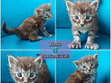 Réservation chatons Maine Coon LOOF mai 2026