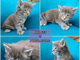 Réservation chatons Maine Coon LOOF mai 2026