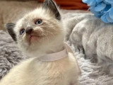 5 chatons Siamois non LOOF à réserver