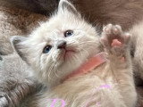 5 chatons Siamois non LOOF à réserver