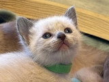 5 chatons Siamois non LOOF à réserver