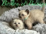 5 chatons Siamois non LOOF à réserver