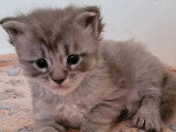 Portée Maine Coon 5 chatons LOOF nés en mai 2026 à réserver