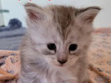 Portée Maine Coon 5 chatons LOOF nés en mai 2026 à réserver