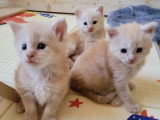 Portée Maine Coon 5 chatons LOOF nés en mai 2026 à réserver
