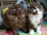 2 chatons femelles British Longhair non LOOF nés en mars 2026 à vendre