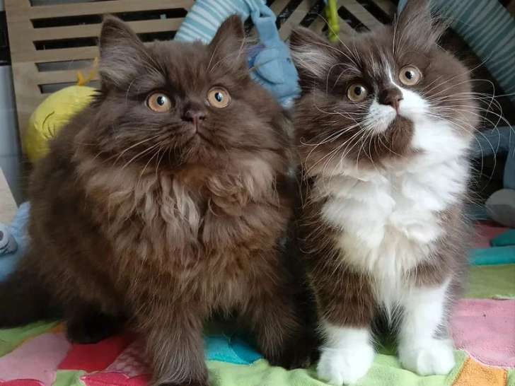 2 chatons femelles British Longhair non LOOF nés en mars 2026 à vendre