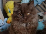 2 chatons femelles British Longhair non LOOF nés en mars 2026 à vendre